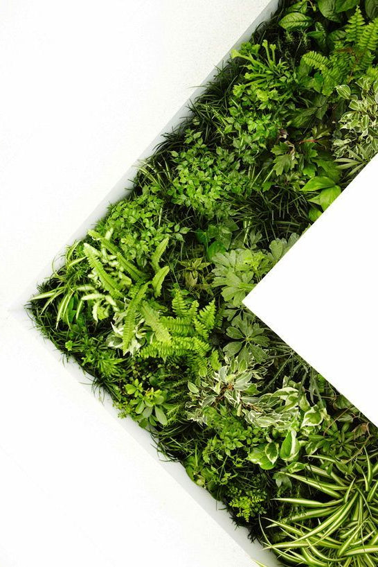 Moss wall panel with various green plants on a white background